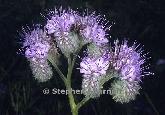 phacelia tanacetifolia 3 graphic